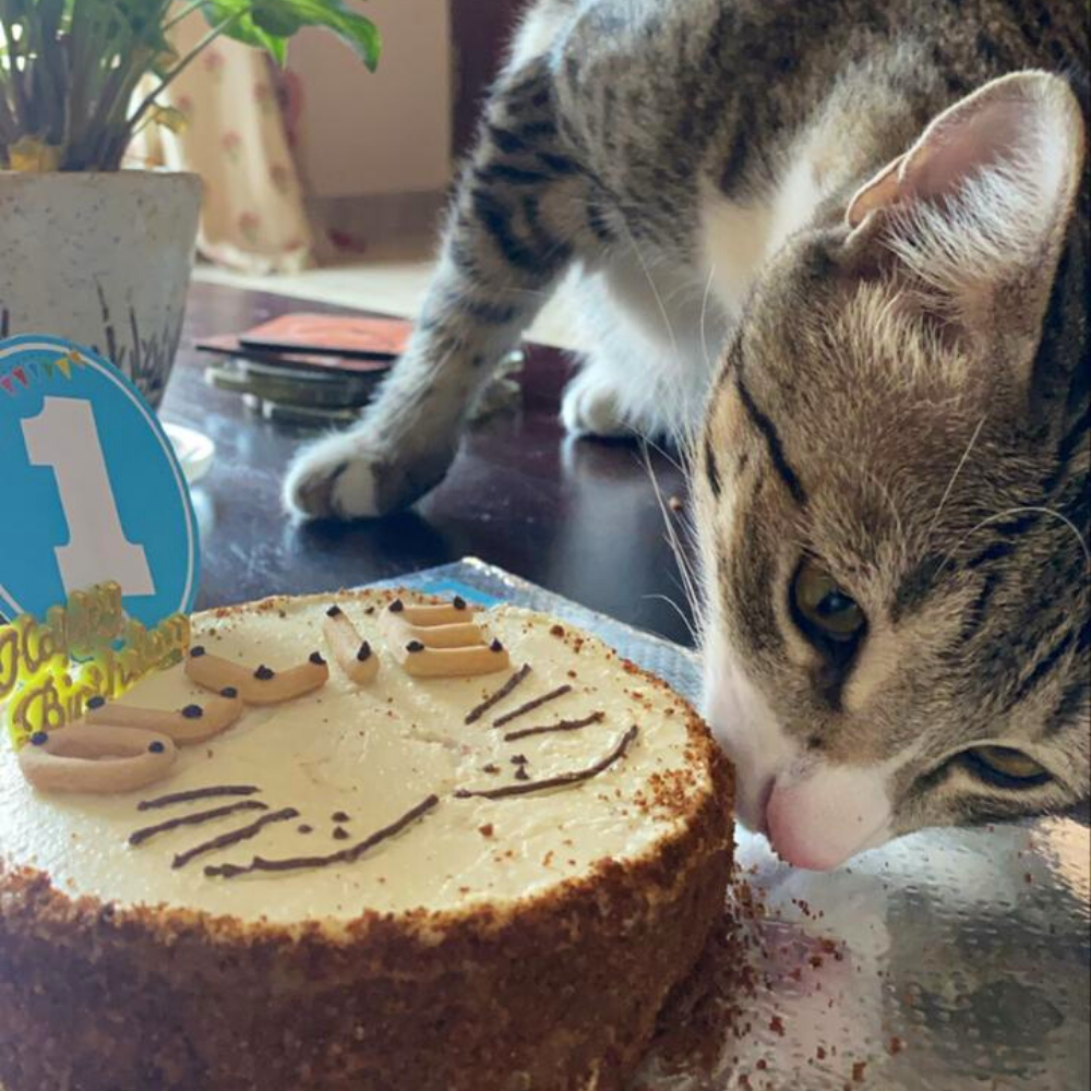 Clever Canine Customised MeowDay Chicken Liver Cake for Cats 250g