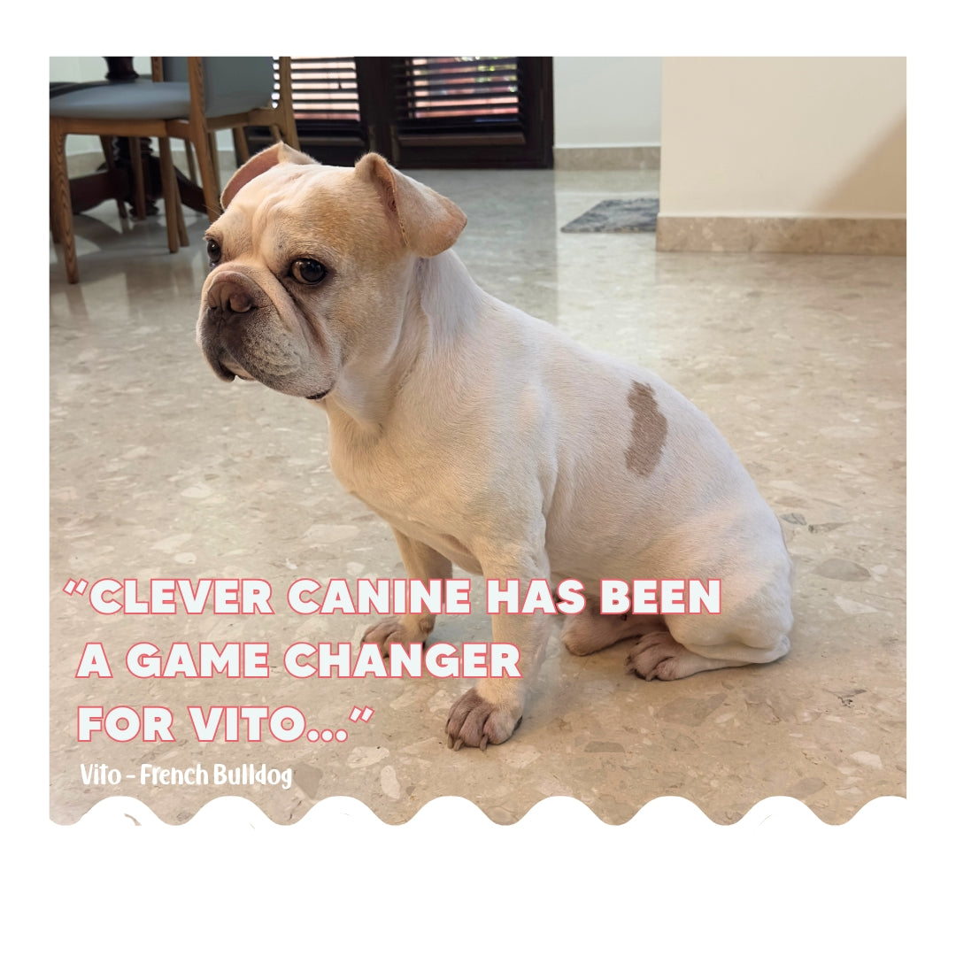 Custom Diet Chart Consultation for Adult Dogs
