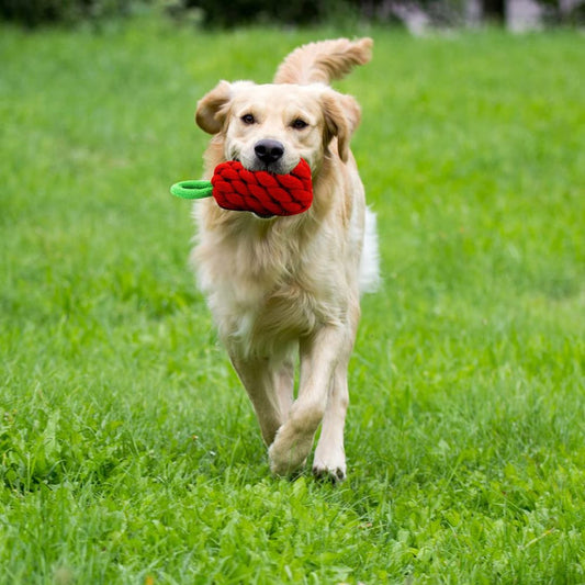 Pawourri Fruit Shaped Rope Toy for Dogs