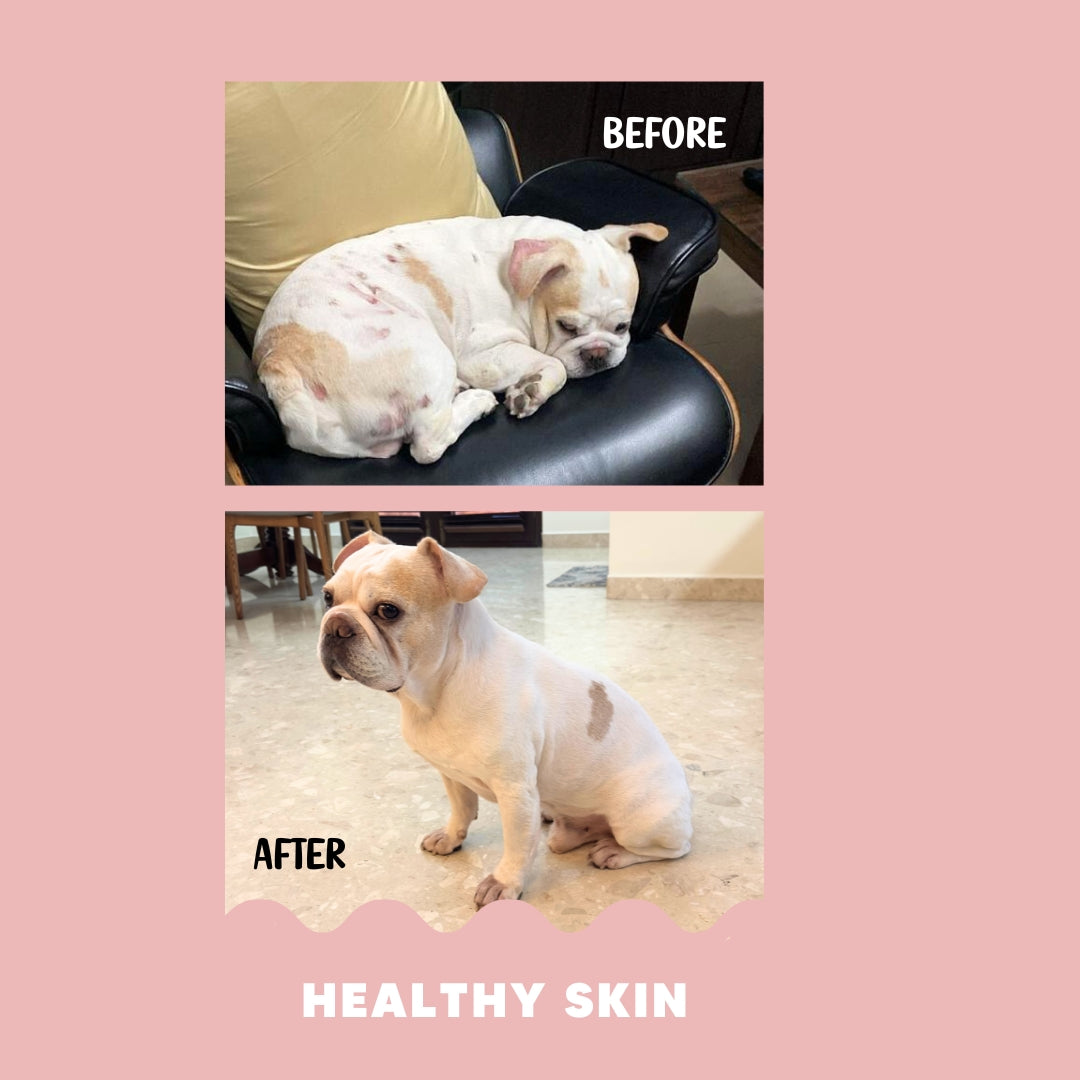 Custom Diet Chart Consultation for Adult Dogs