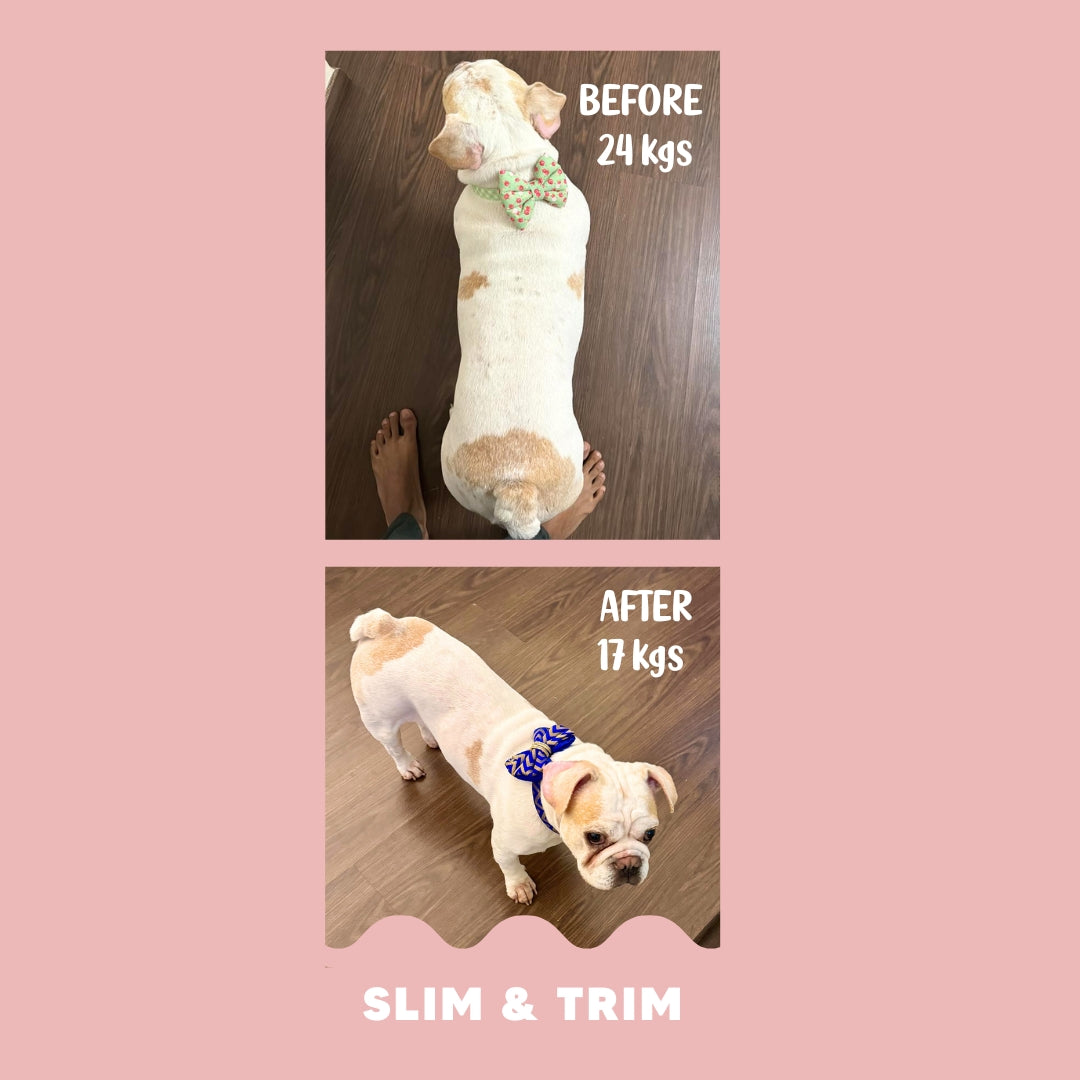 Custom Diet Chart Consultation for Adult Dogs