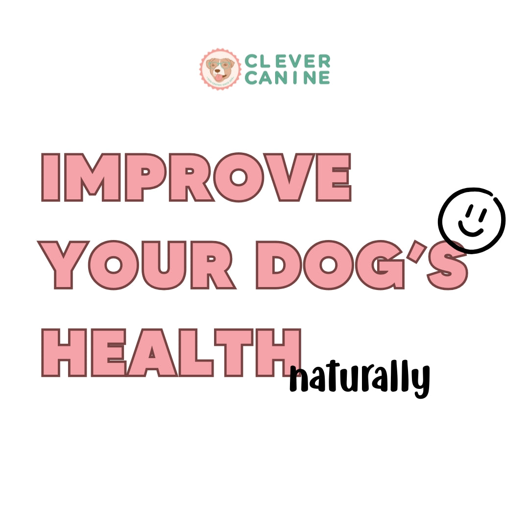 Custom Diet Chart Consultation for Adult Dogs