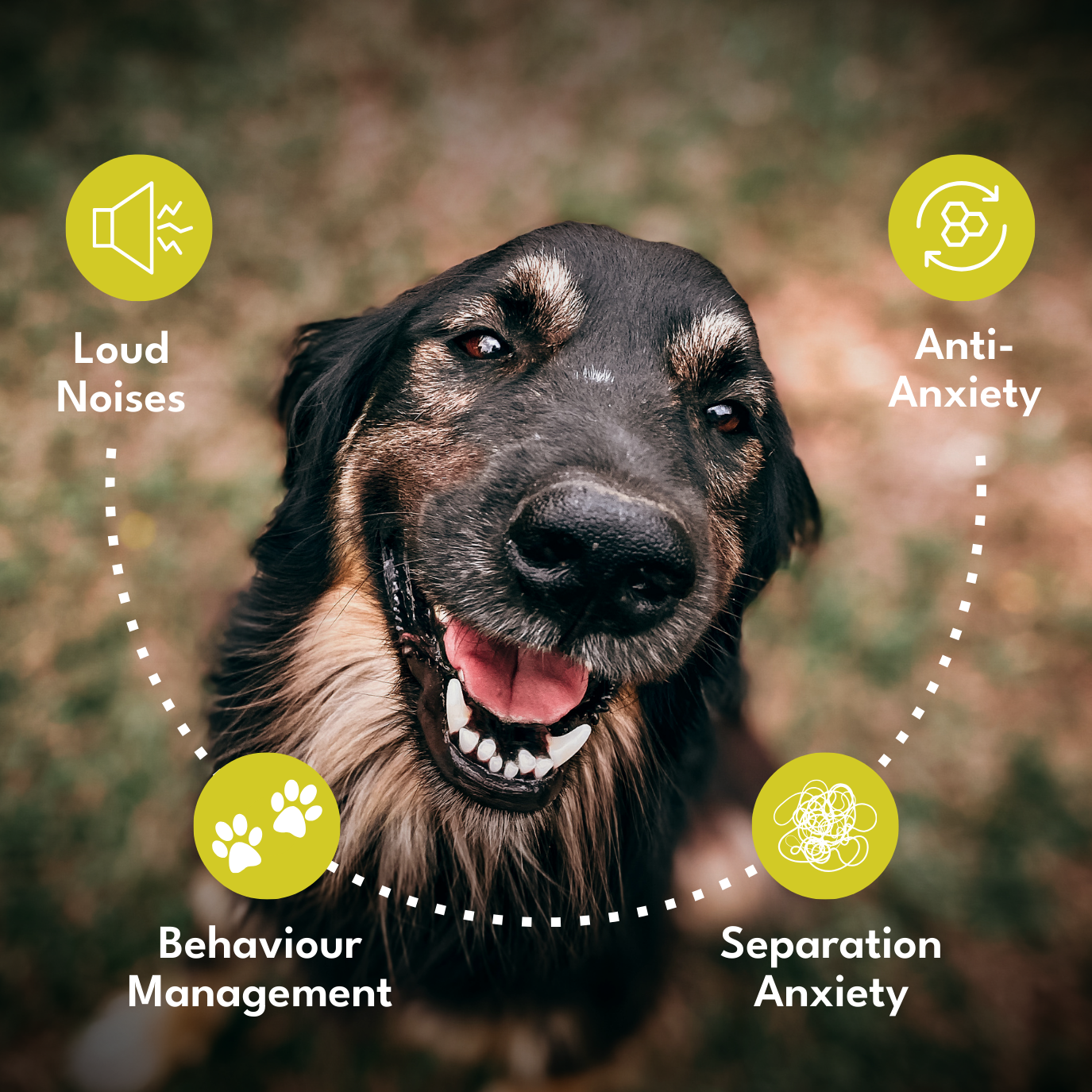 Petroyale Calming Chews for Dogs