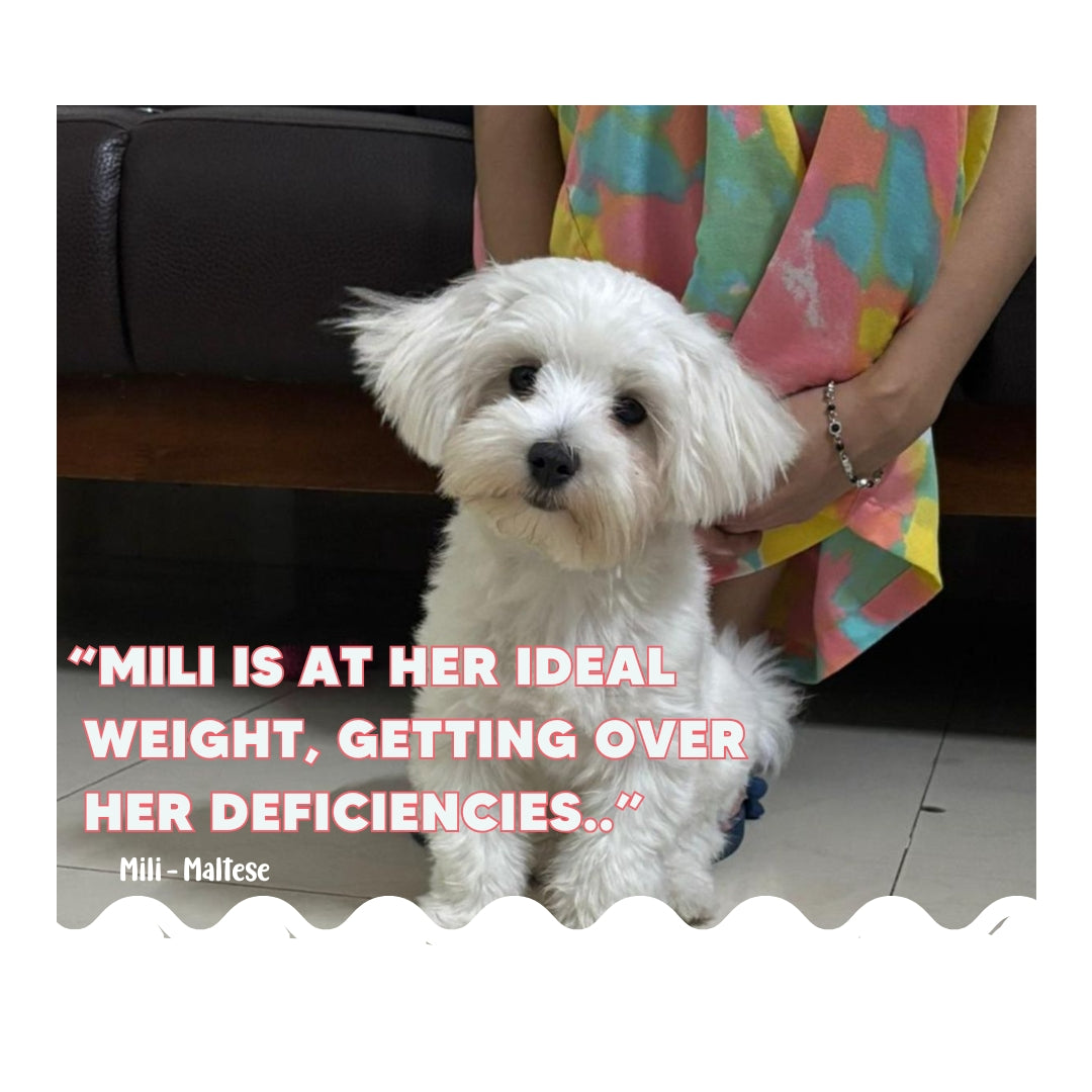 Custom Diet Chart Consultation for Adult Dogs