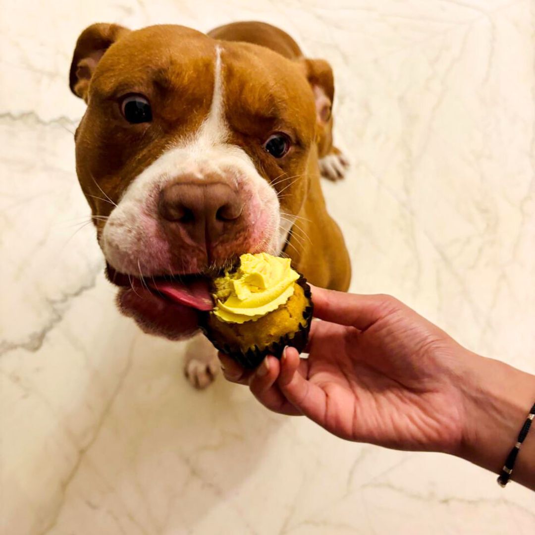 Clever Canine Cupcakes for Dogs and Cats Pack of 4