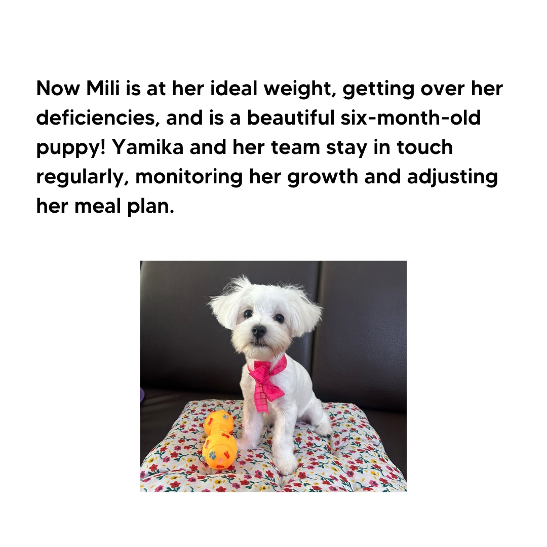 Custom Diet Chart Consultation for Adult Dogs