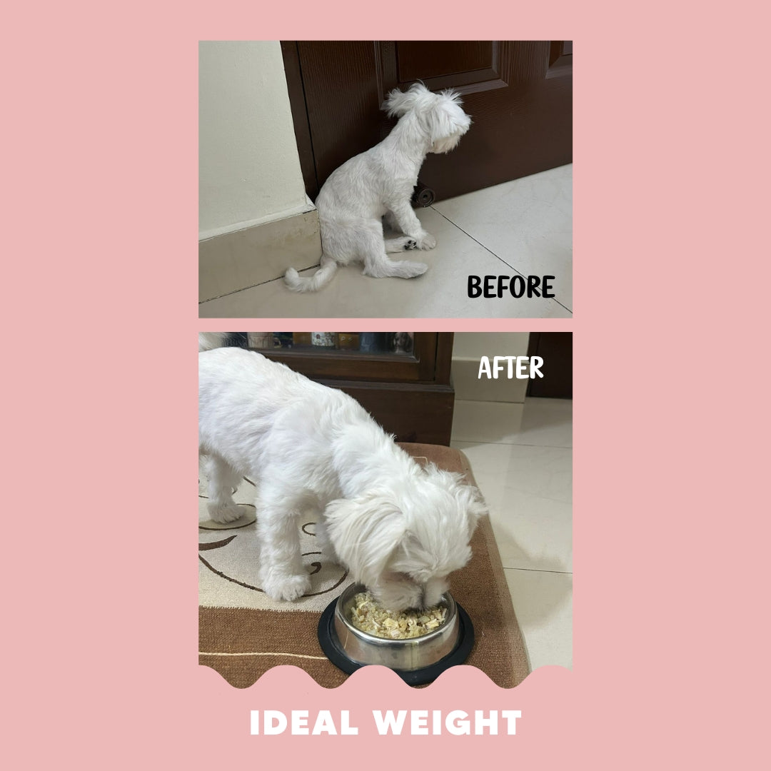 Custom Diet Chart Consultation for Adult Dogs
