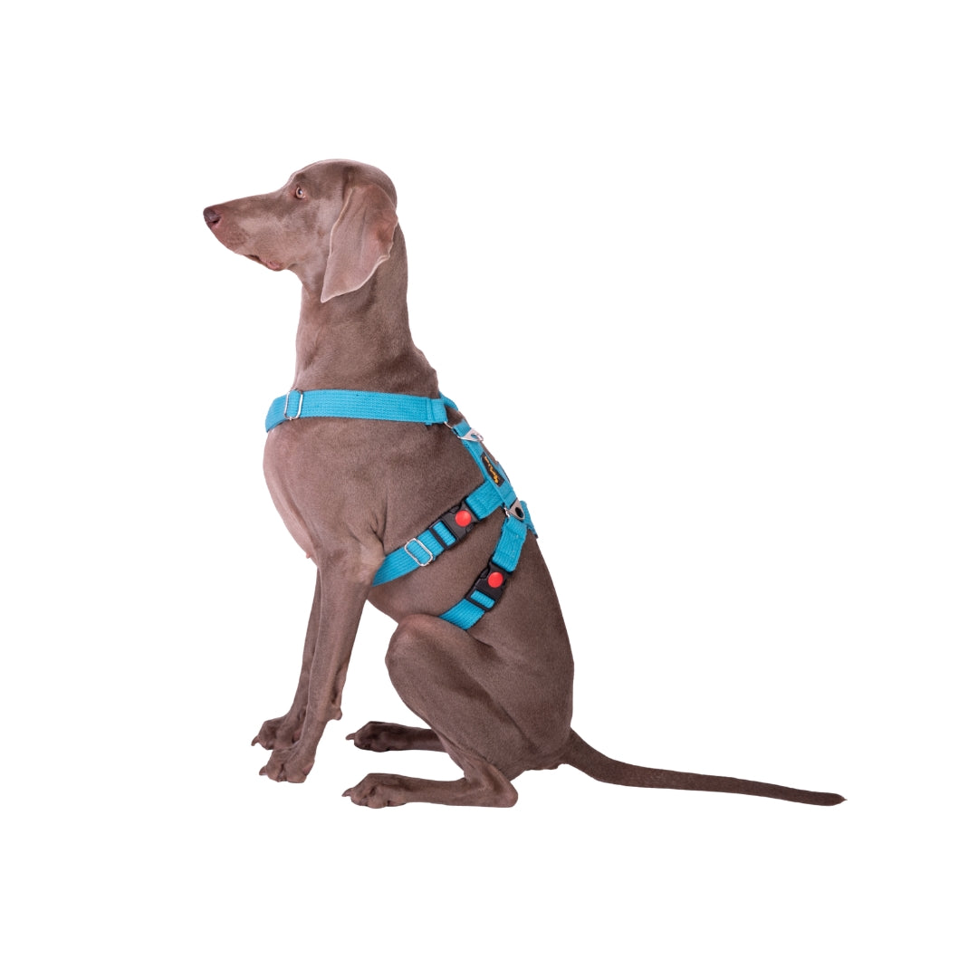 Let’s Wag Double H-Harness for Dogs