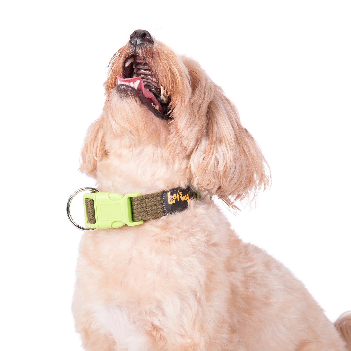 Let’s Wag Buckle Collar for Dogs