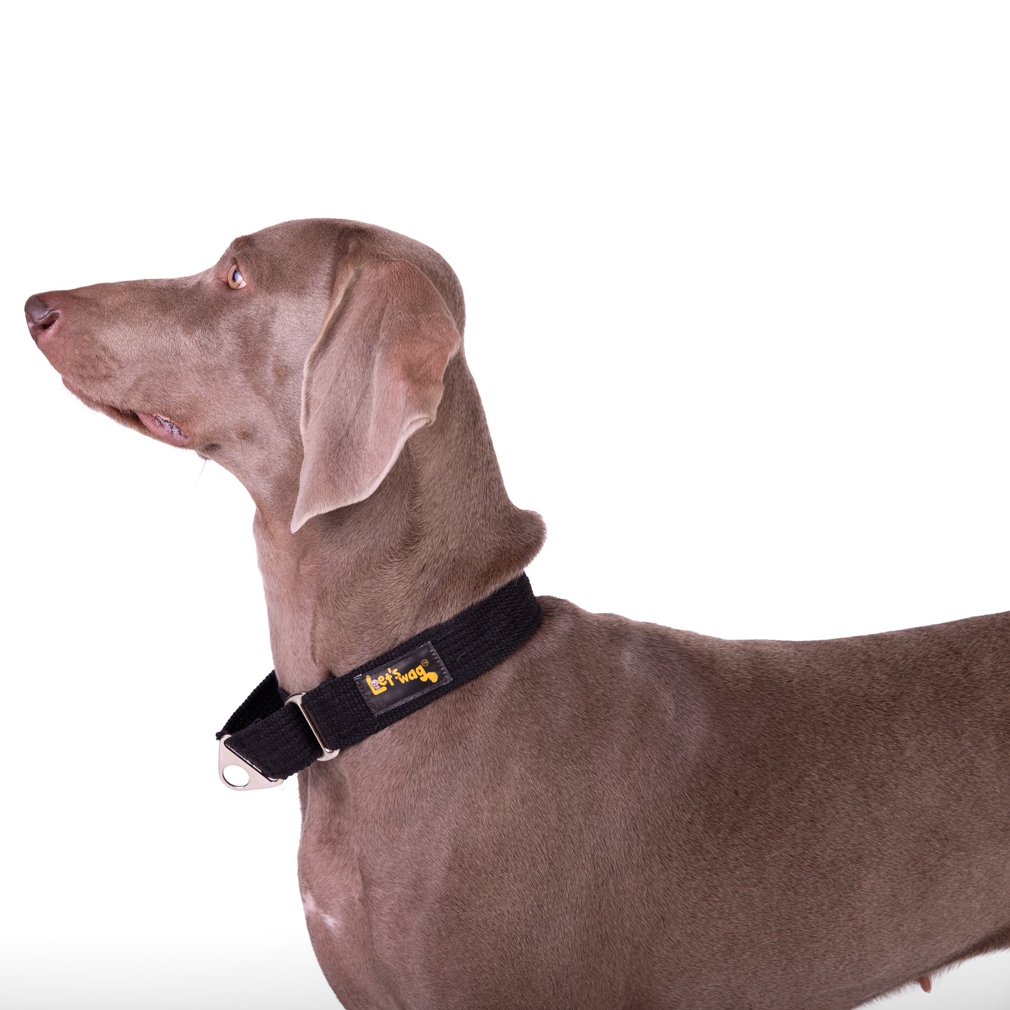 Let’s Wag Martingale Collar for Dogs