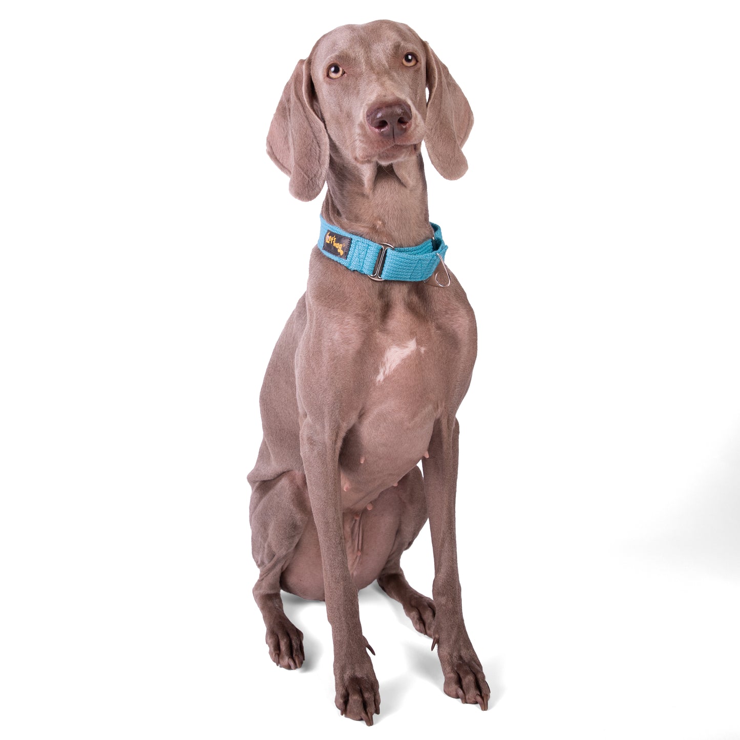 Let’s Wag Martingale Collar for Dogs
