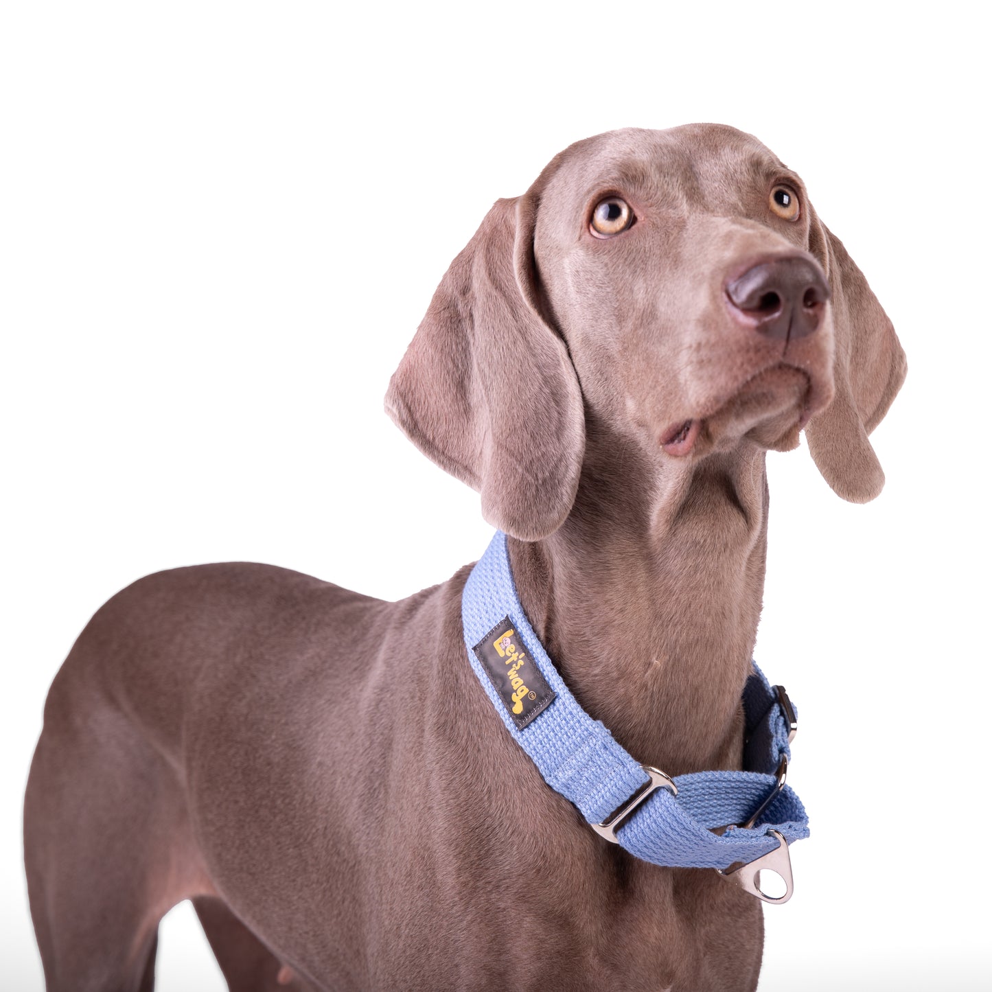 Let’s Wag Martingale Collar for Dogs