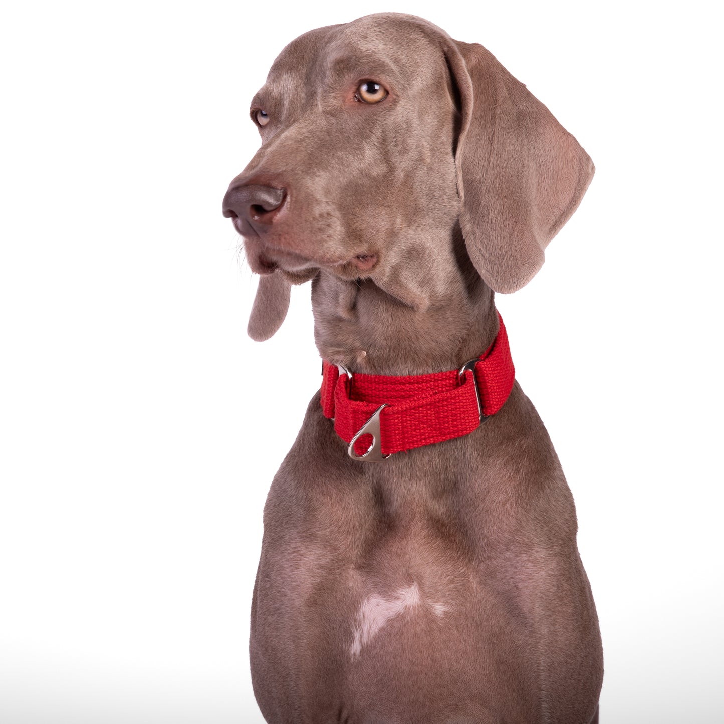 Let’s Wag Martingale Collar for Dogs