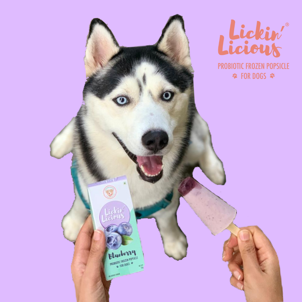 Dog sales popsicles yogurt