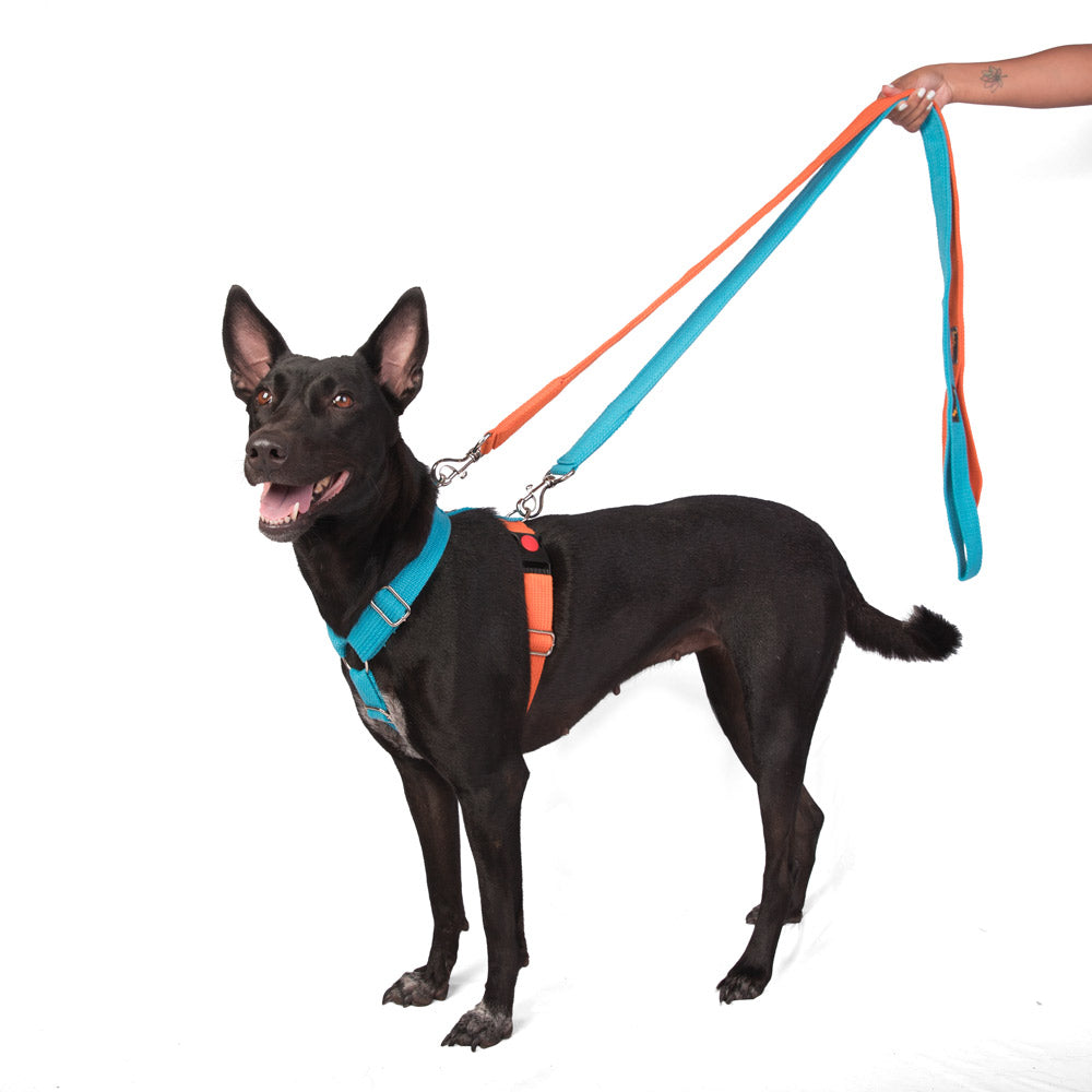 Let’s Wag H-Harness for Dogs - 1.25 inch