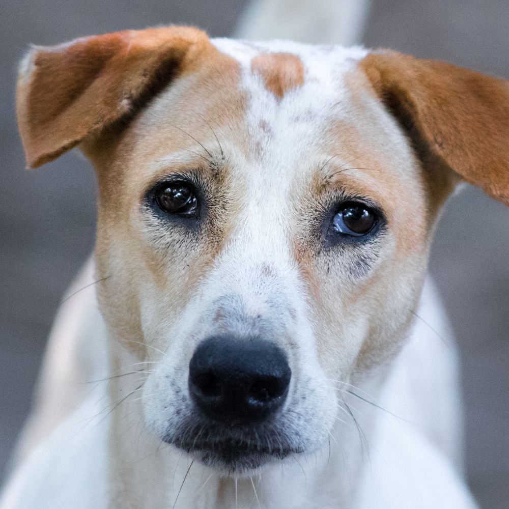 Sponsor a Nutritious Meal for a Stray