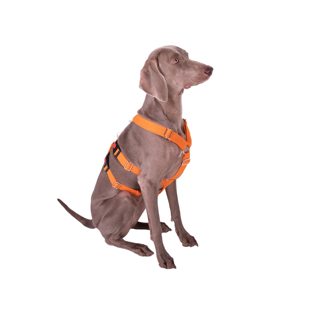 Let’s Wag Double H-Harness for Dogs