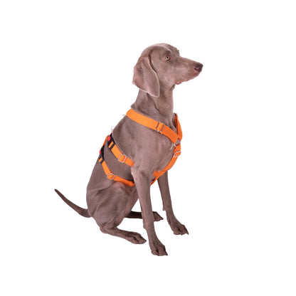 Let’s Wag Double H-Harness for Dogs