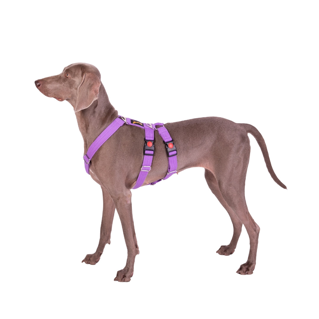 Let’s Wag Double H-Harness for Dogs