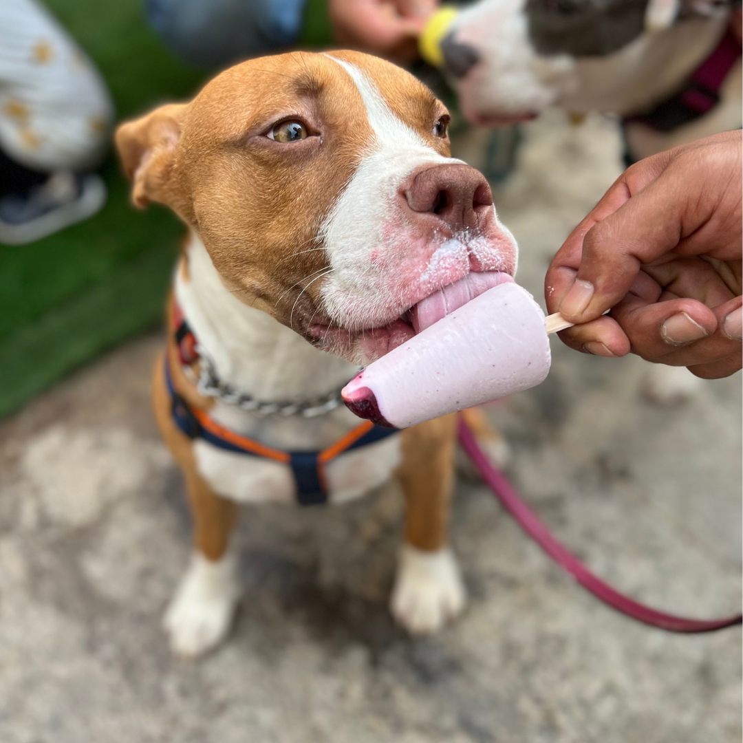 Clever Canine Frozen Yogurt for Dogs Assorted Flavours - Pack of 5