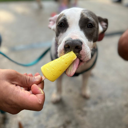 Clever Canine Frozen Yogurt for Dogs Assorted Flavours - Pack of 5