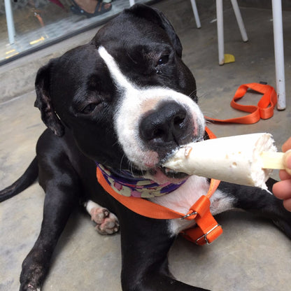 Clever Canine Frozen Yogurt for Dogs - Bacon 'n' Apple - Pack of 1