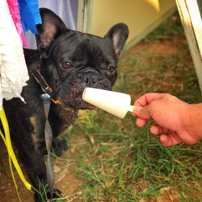 Clever Canine Frozen Yogurt for Dogs Assorted Flavours - Pack of 5