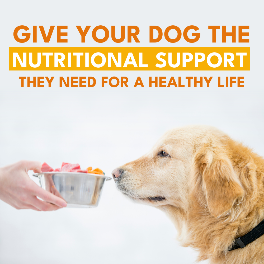 Multivitamin Chews for Dogs