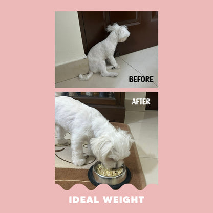 Custom Diet Chart Consultation for Adult Dogs