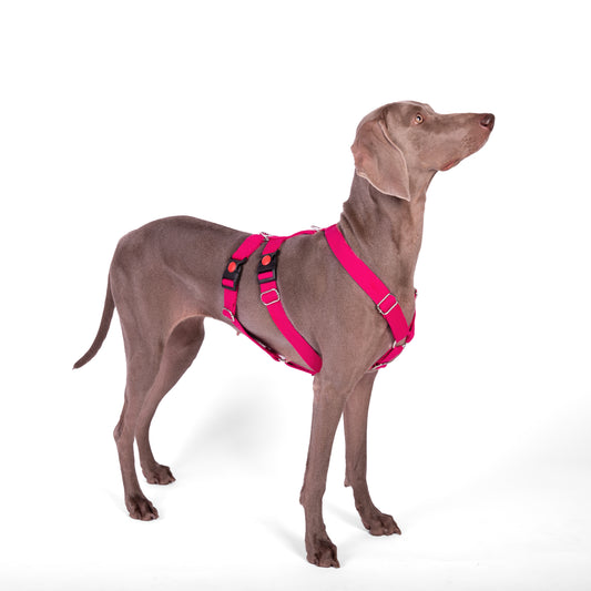 Let’s Wag Double H-Harness for Dogs