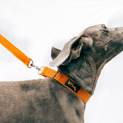 Martingale Collar