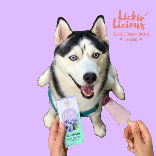 Clever Canine Frozen Yogurt for Dogs - Blueberry - Pack of 1