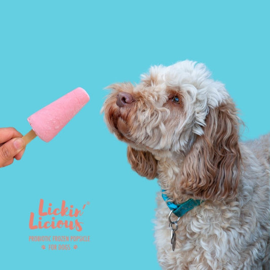 Clever Canine Frozen Yogurt for Dogs - Salmon - Pack of 1