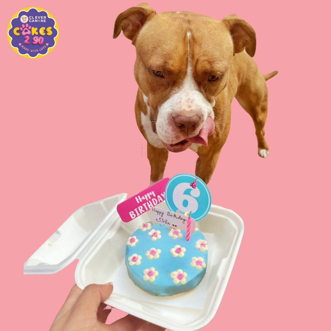 Clever Canine Cakes2Go Bento Cake for Dogs and Cats - Chicken Liver - 150g