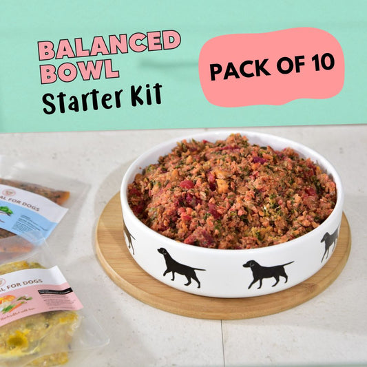 Clever Canine Balanced Bowl Starter Kit